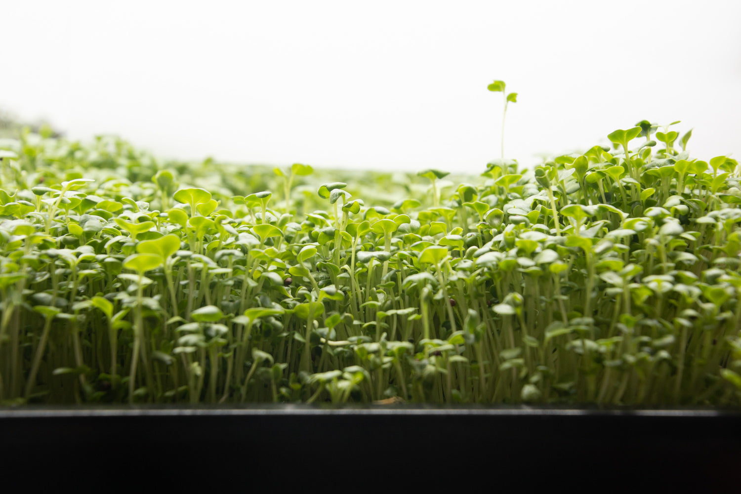 MICROGREENS in Surrey